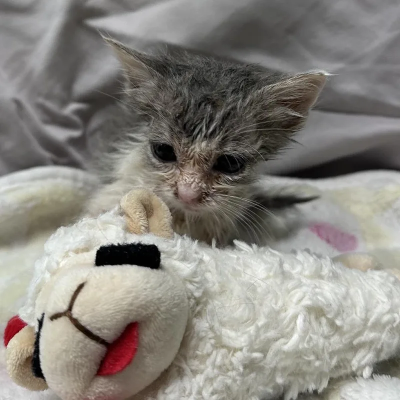 A baby small-sized male Gray / Blue / Silver Domestic Short Hair cat named Fig for adoption in Mount Vernon, IN