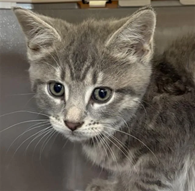 A baby small-sized female Domestic Short Hair cat named Letty for adoption in Aliquippa, PA
