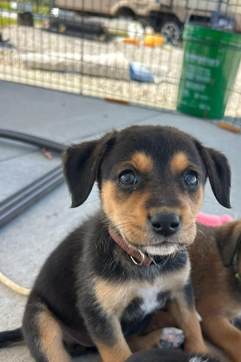 Brown Pup