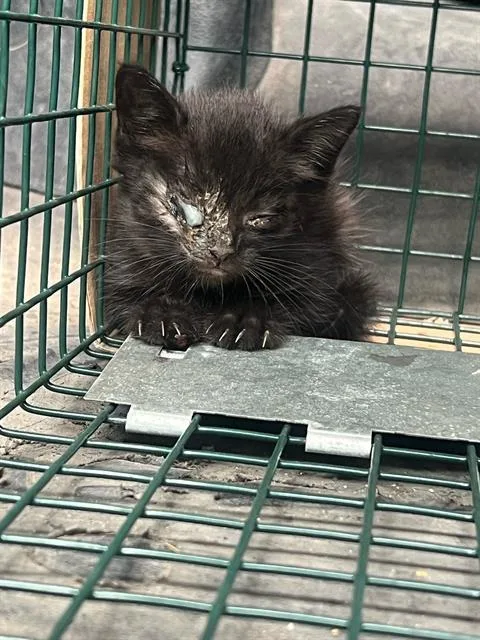 A baby small-sized female Domestic Short Hair cat named Elston for adoption in Dallas, TX