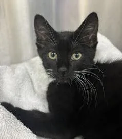 A baby medium-sized male Black Domestic Short Hair cat named Pinguino for adoption in Sherman Oaks, CA