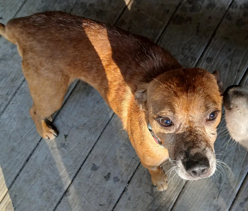 An adult small-sized male Red / Chestnut / Orange Feist dog named Timothy for adoption in Newfoundland, PA