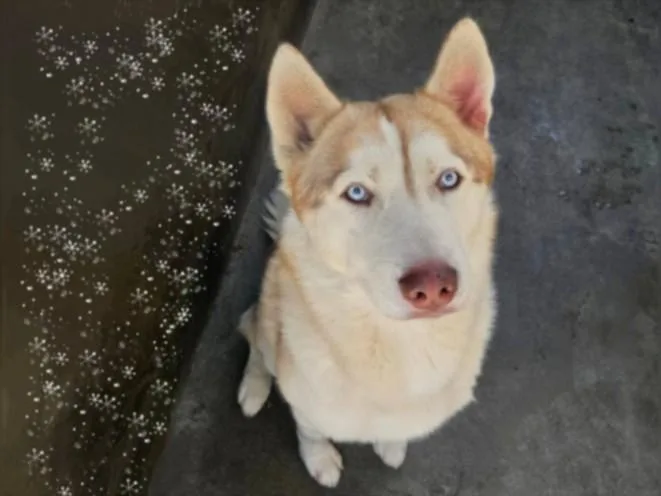 A young medium-sized male Siberian Husky dog named Teddy for adoption in Van Nuys, CA