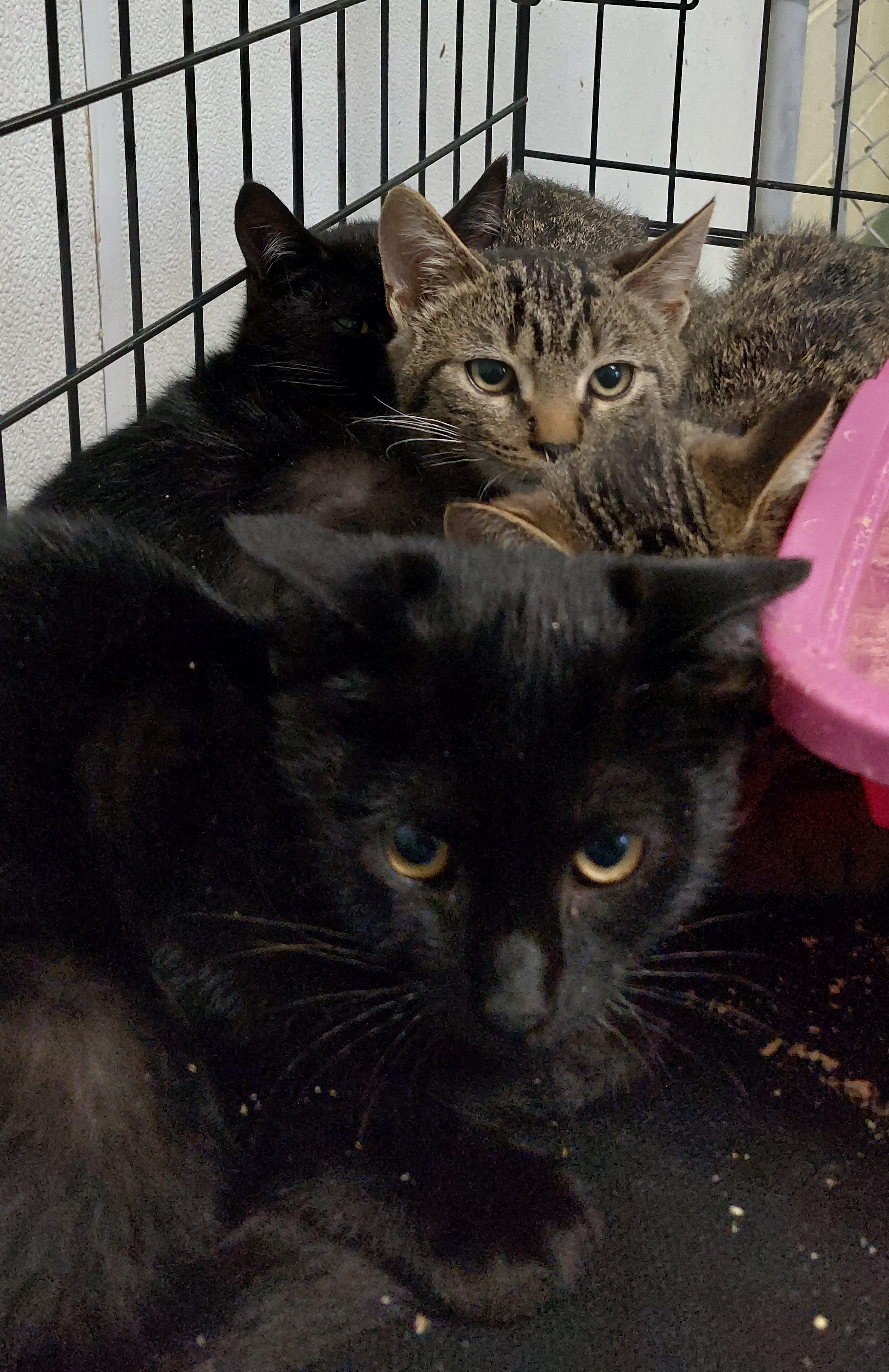 A baby medium-sized female Black Domestic Short Hair cat named Tiny for adoption in Rehoboth, MA