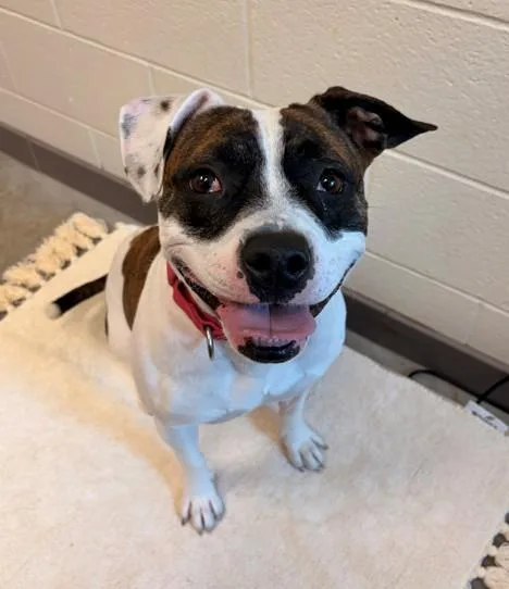 An adult medium-sized female Pit Bull Terrier dog named Nezuko for adoption in Leesburg, VA