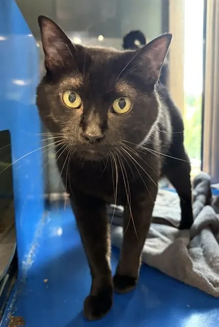 An adult small-sized male Domestic Short Hair cat named Lp for adoption in Westminster, MD