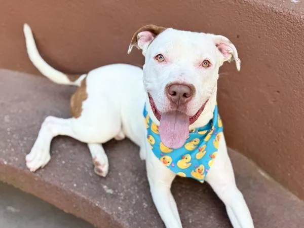 A young large-sized male Mixed Breed dog named Shrub for adoption in New York, NY