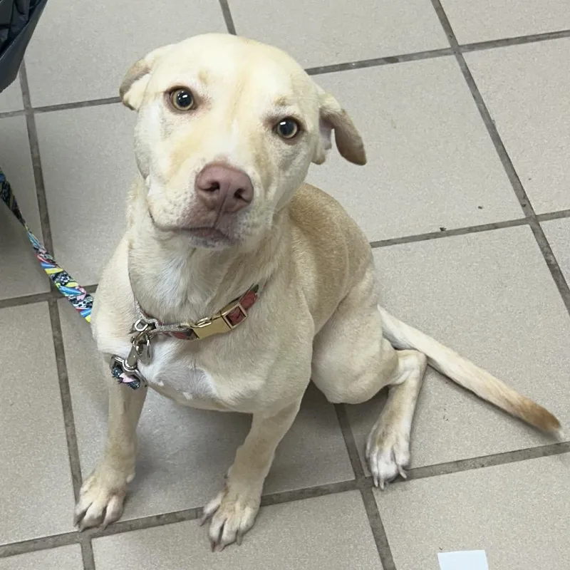 An adult medium-sized female Golden Yellow Labrador Retriever dog named Suki for adoption in Starkville, MS