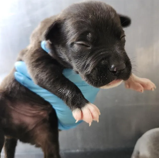 A baby small-sized male American Staffordshire Terrier dog named Noodle for adoption in San Antonio, TX