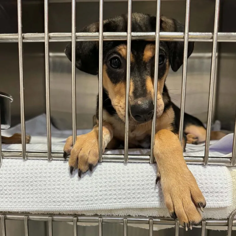 A baby medium-sized female Black Hound dog named Loretta for adoption in Seminole, FL