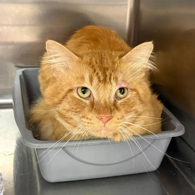 An adult large-sized male Orange / Red Domestic Long Hair cat named Dragon for adoption in Springfield, IL