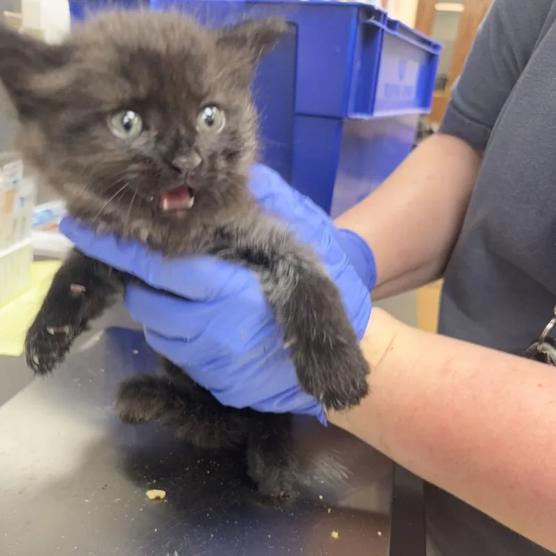 A baby small-sized male Black Domestic Short Hair cat named Strayveteransparkway for adoption in Columbus, GA