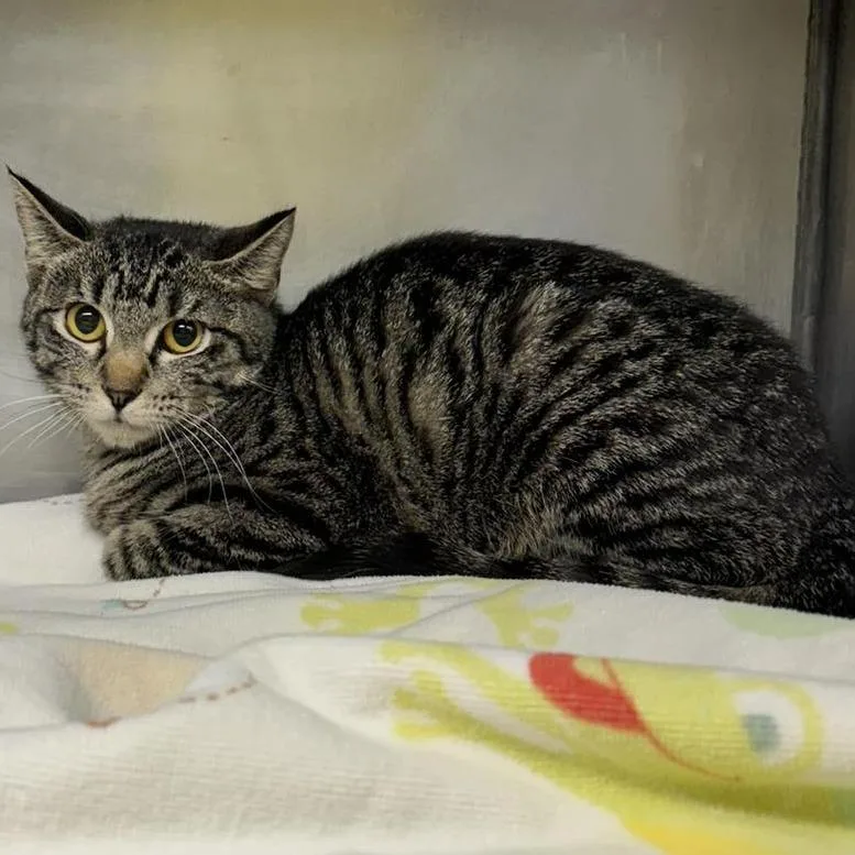 Starling thumbnail 2