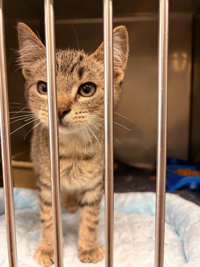 A baby large-sized male Domestic Short Hair cat named Zeus for adoption in Rensselaer, IN