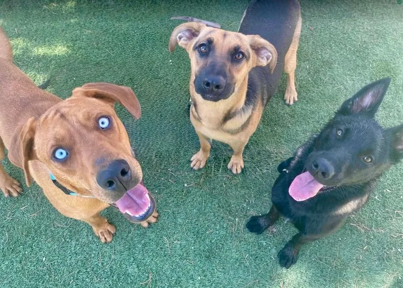 A young large-sized male Brown / Chocolate Rhodesian Ridgeback dog named Zucchini for adoption in Littleton, CO