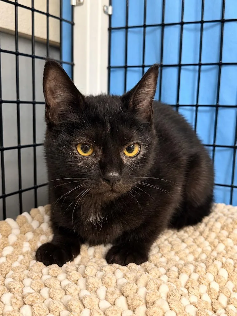 A baby small-sized female Domestic Short Hair cat named Nova for adoption in Ewing, NJ