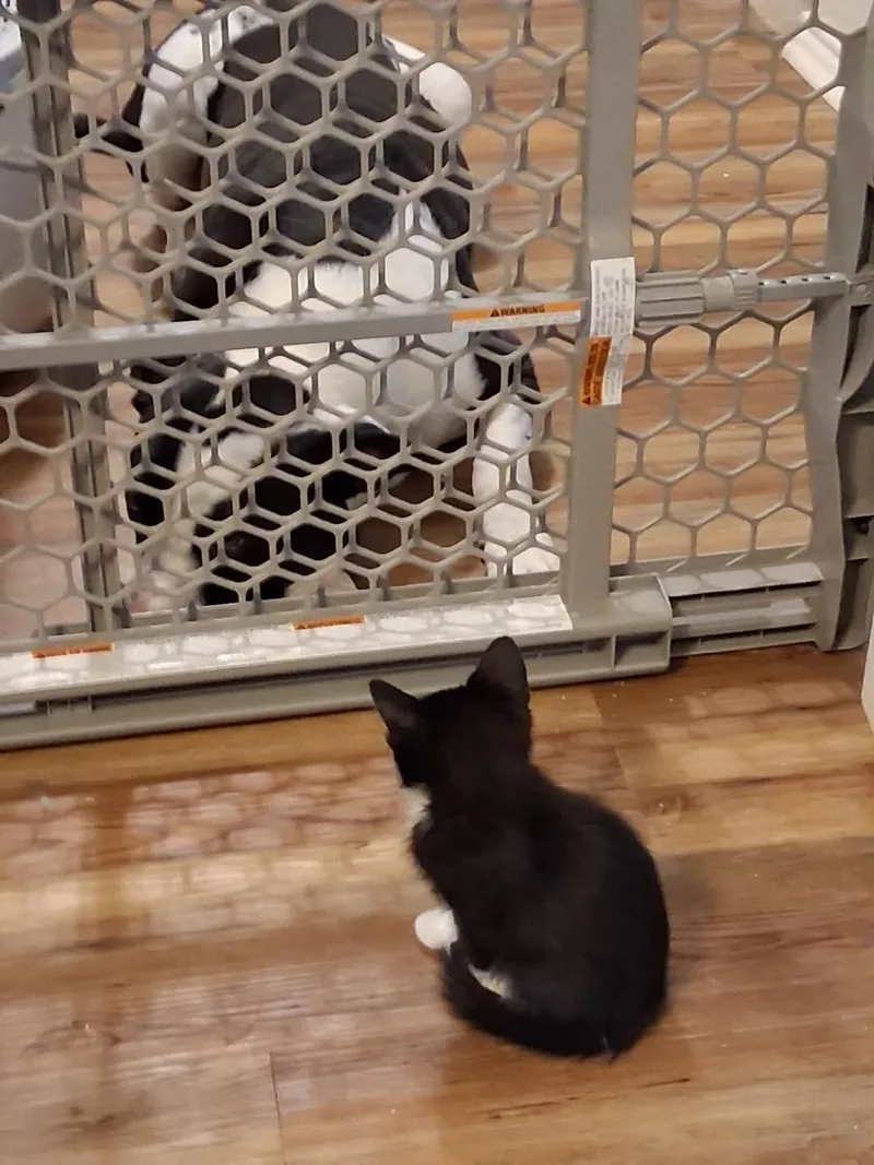 A baby medium-sized male Black & White / Tuxedo Domestic Short Hair cat named Socks for adoption in Terrell, TX