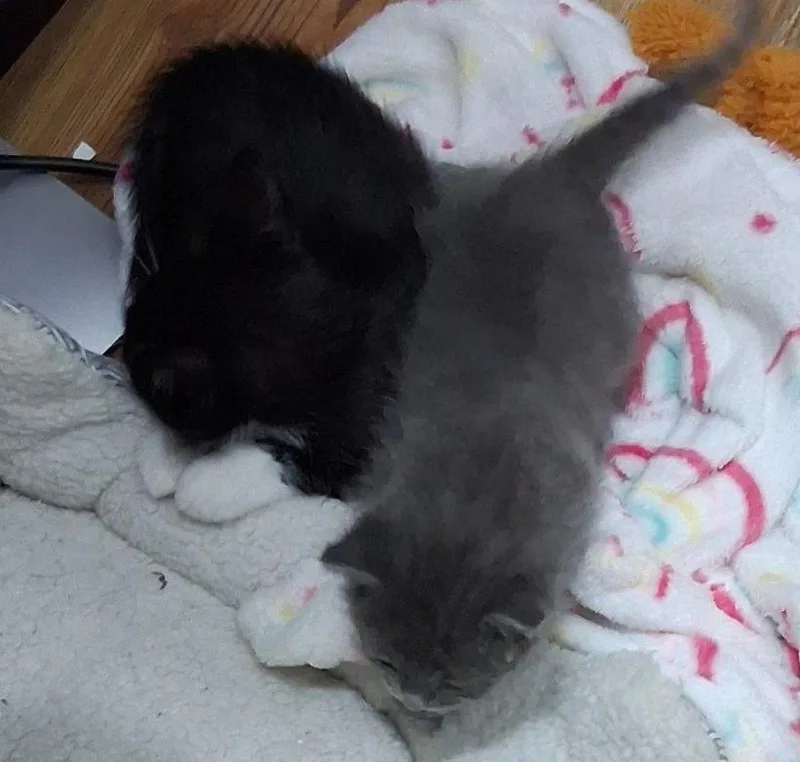 Socks thumbnail 2