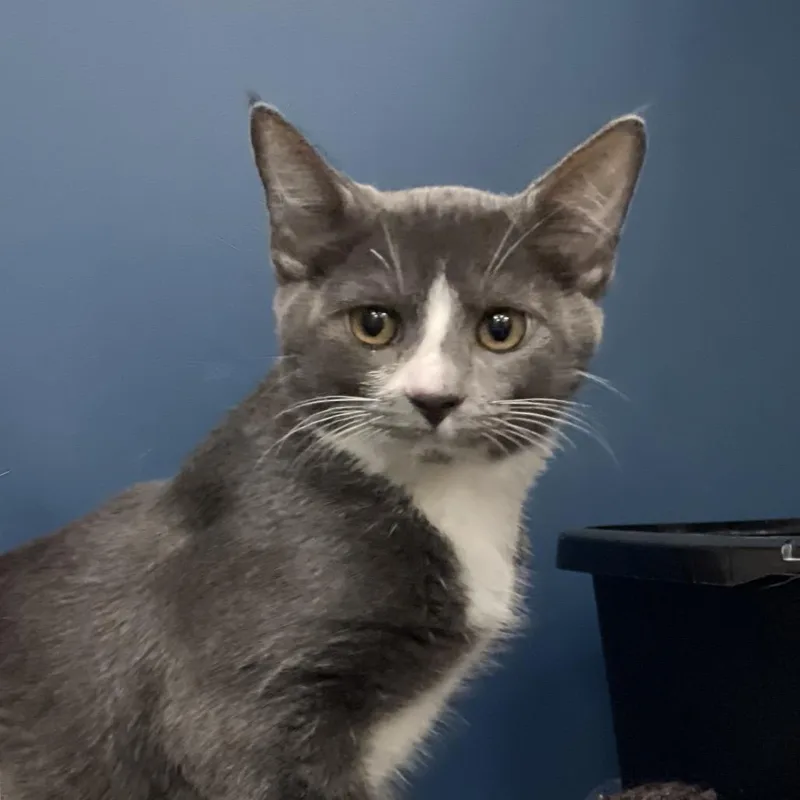 A baby medium-sized female Gray / Blue / Silver Domestic Short Hair cat named Stella for adoption in Tulsa, OK