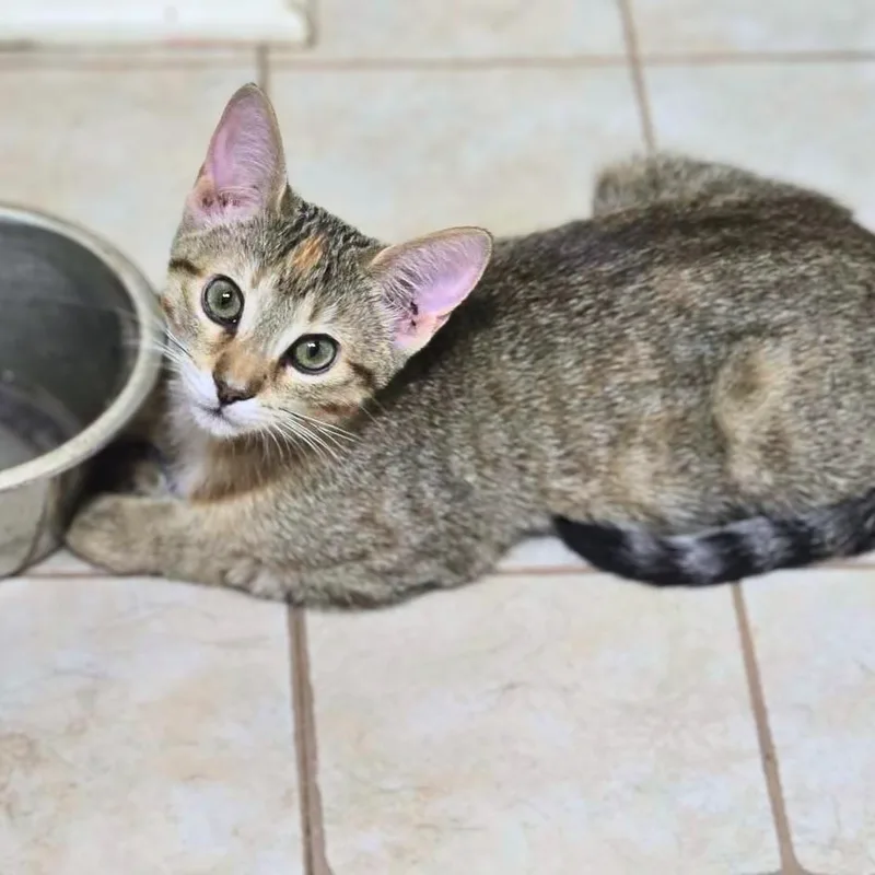A baby medium-sized female Tabby (Brown / Chocolate) Domestic Short Hair cat named Savannah for adoption in Austin, TX