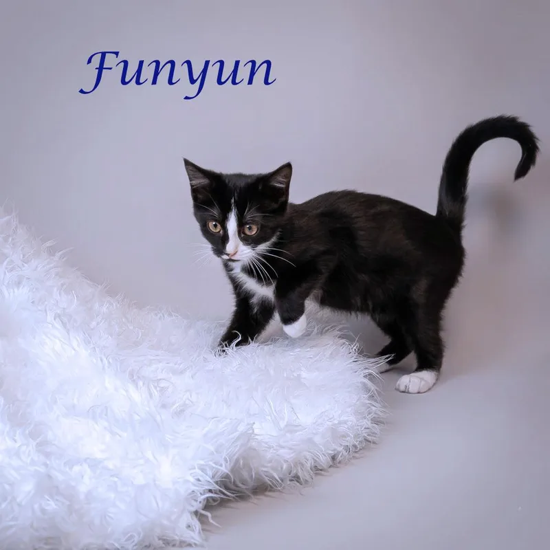 A baby small-sized male Black Domestic Short Hair cat named Funyun C for adoption in Lebanon, TN