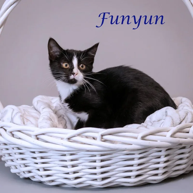 Funyun C thumbnail 2