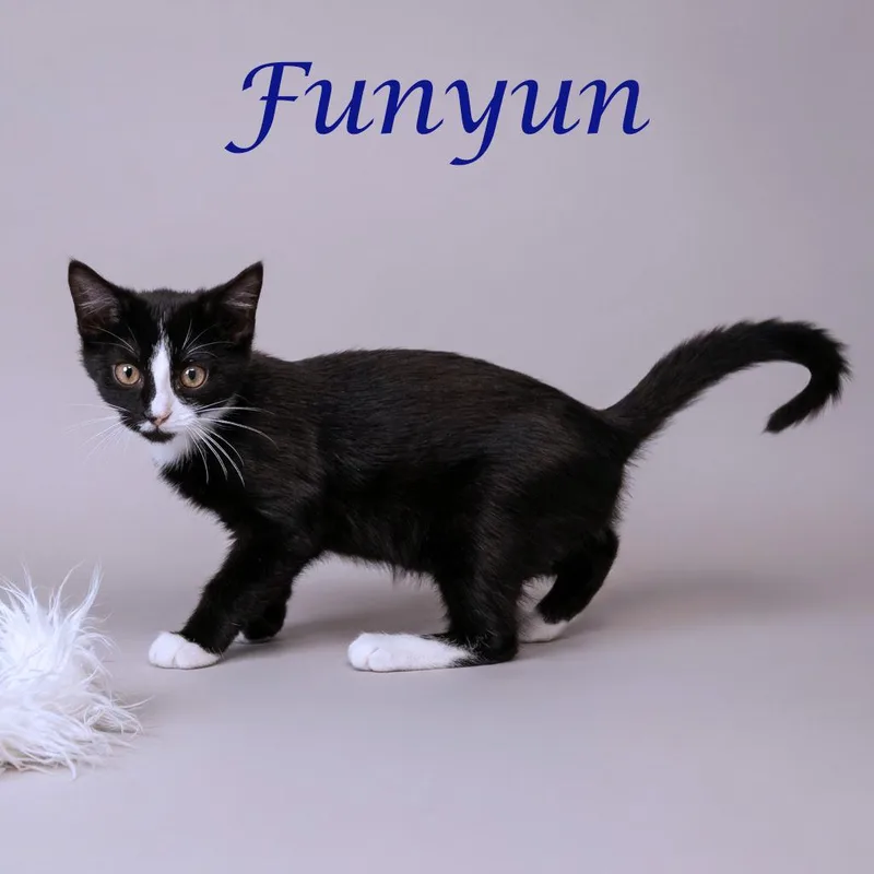 Funyun C thumbnail 3