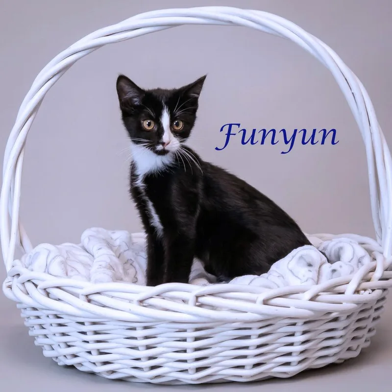 Funyun C thumbnail 4