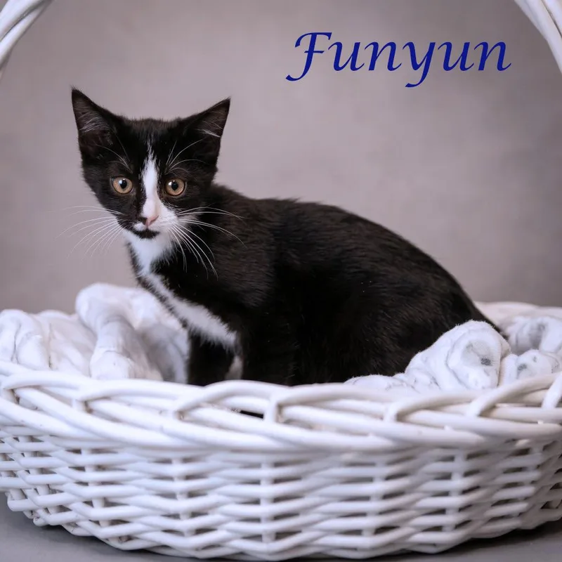 Funyun C thumbnail 5