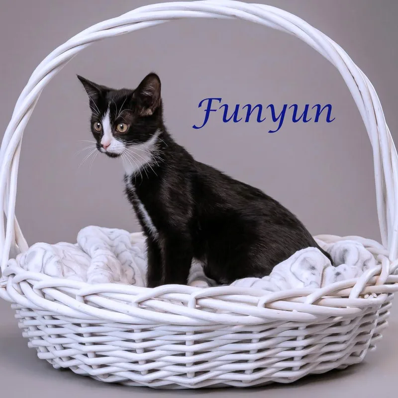 Funyun C thumbnail 6