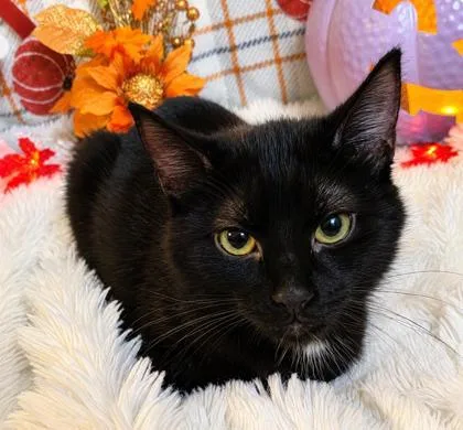 A baby small-sized female Domestic Medium Hair cat named Truffles for adoption in Elk Grove Village, IL