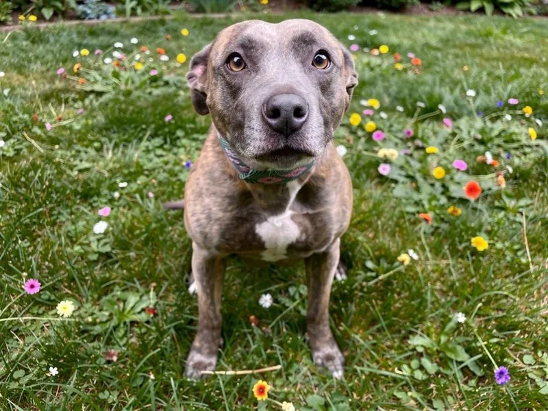 An adult medium-sized female Pit Bull Terrier dog named Athena for adoption in Sebastian, FL