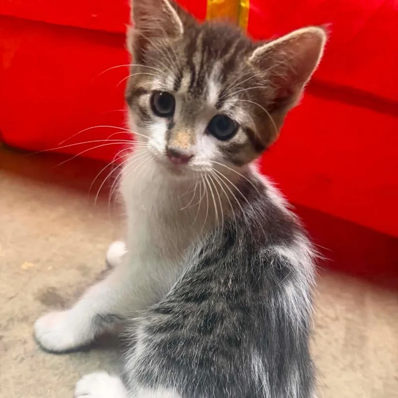 A baby small-sized male Brown / Chocolate Domestic Short Hair cat named Sparks for adoption in Inwood, WV