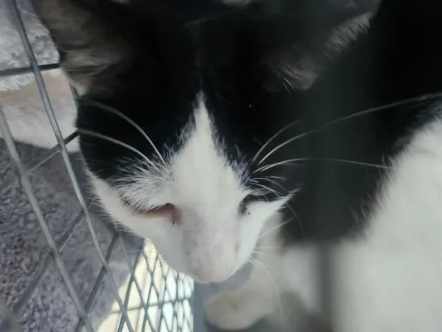 An adult small-sized female Domestic Short Hair cat named Riva for adoption in Fort Lauderdale, FL