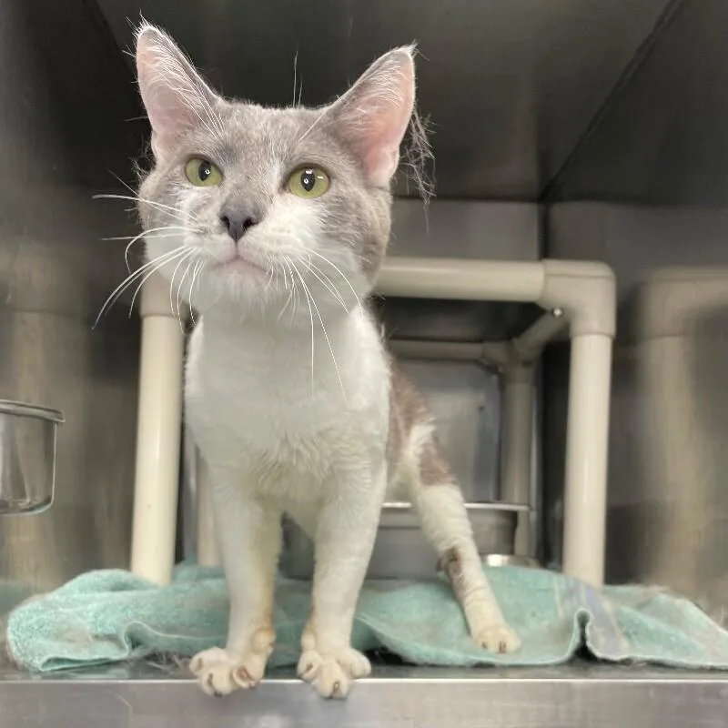 An adult medium-sized male Domestic Short Hair cat named Cary Grant for adoption in Roanoke, VA