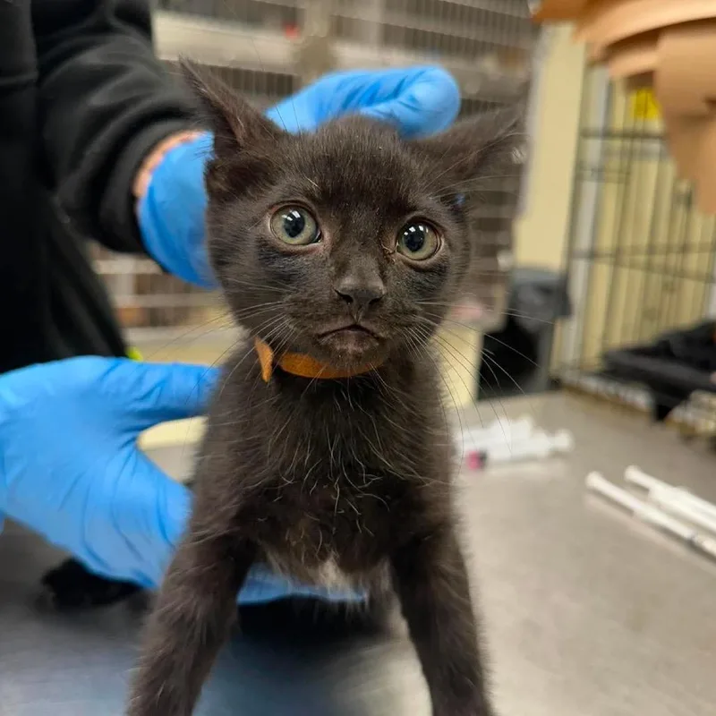 A baby small-sized male Black Domestic Short Hair cat named Fox for adoption in Bastrop, TX