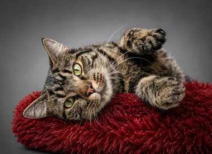 An adult large-sized male Domestic Short Hair cat named Nolan for adoption in Bowling Green, KY