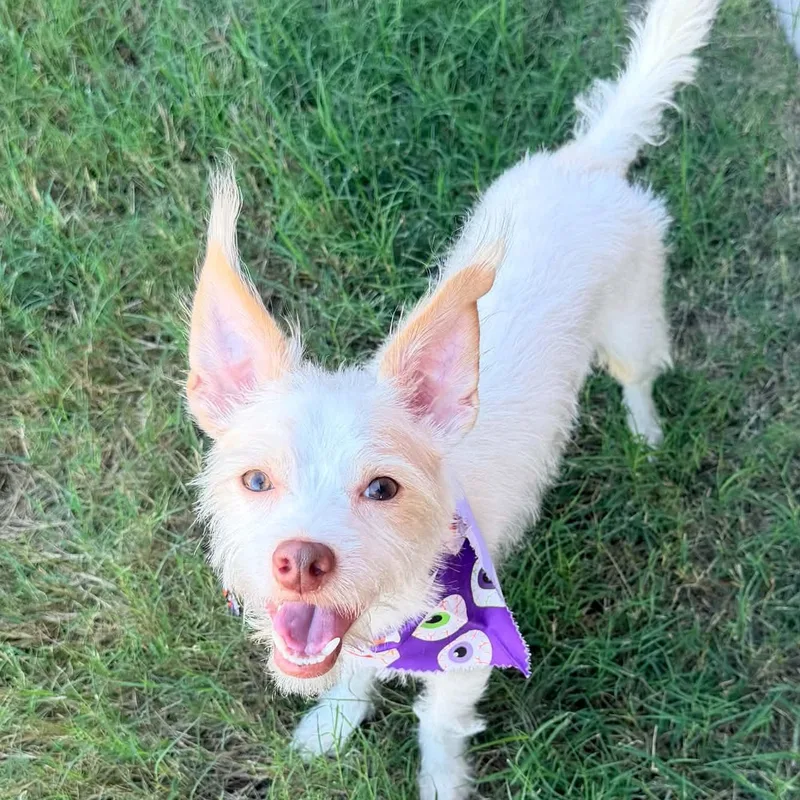 A young small-sized male Yorkshire Terrier dog named Winston Is Pounds for adoption in Kaufman, TX
