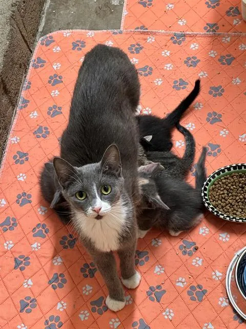 A young small-sized female Domestic Short Hair cat named Mina for adoption in Tustin, CA
