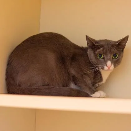 An adult medium-sized female Domestic Short Hair cat named Crescenta for adoption in Chamblee, GA