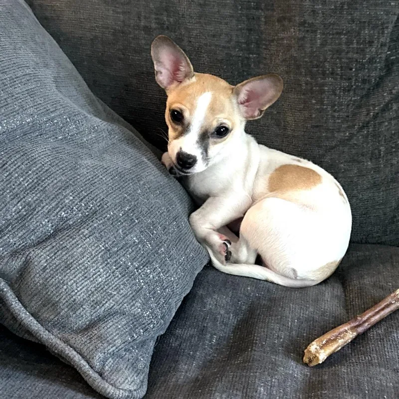 Georgie