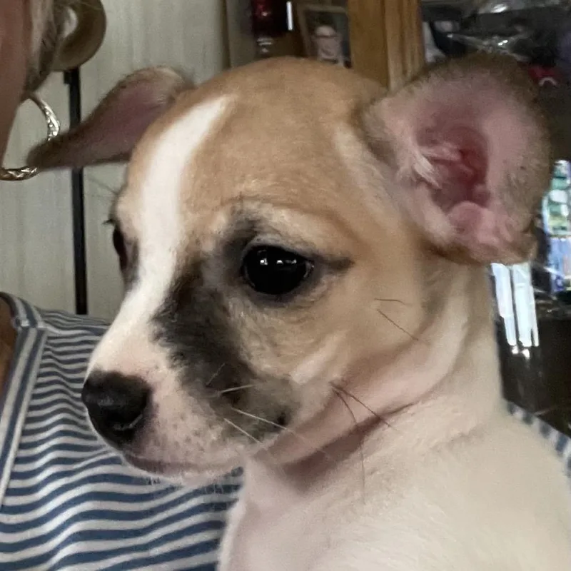 Georgie thumbnail 3
