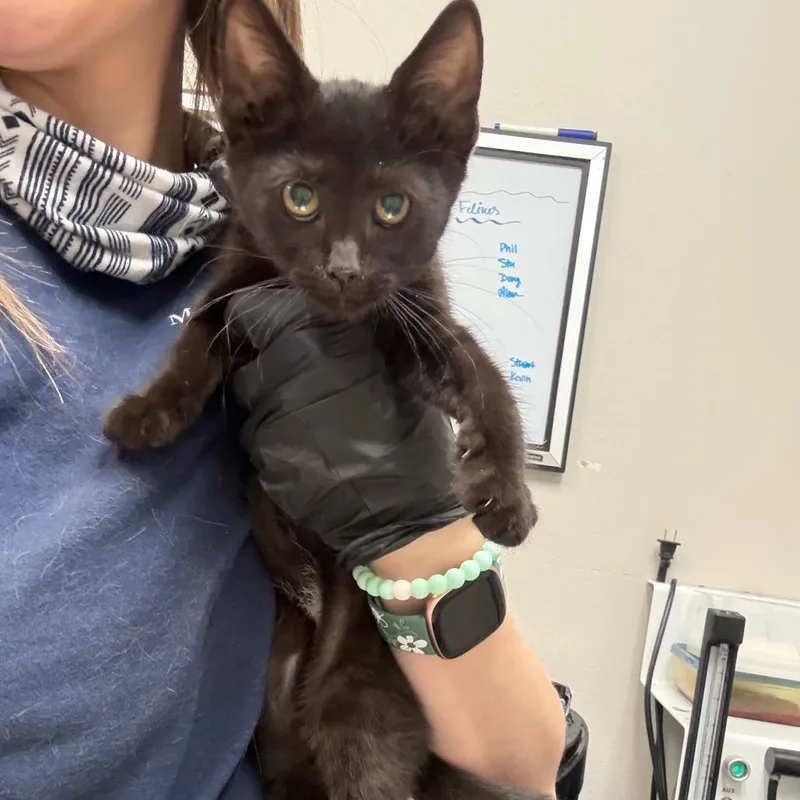 A baby small-sized female Black Domestic Short Hair cat named Megan for adoption in Great Falls, MT
