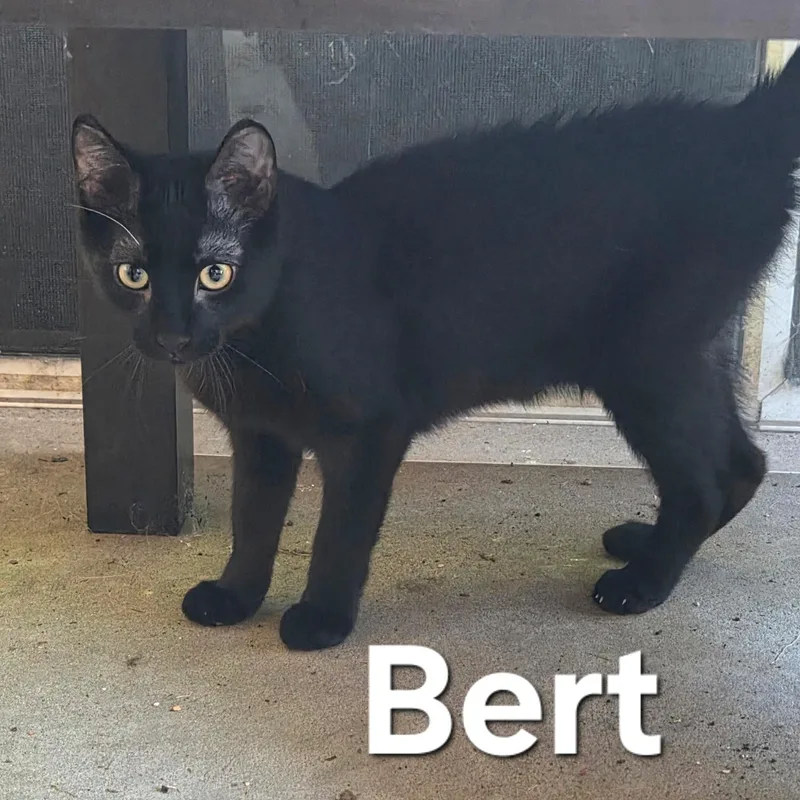 A baby medium-sized male Black Domestic Short Hair cat named Bert And Ernie for adoption in Washington, PA