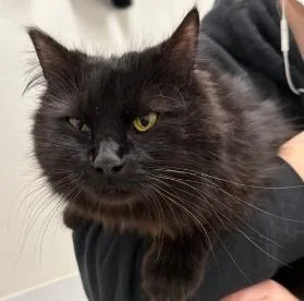 A young medium-sized female Domestic Short Hair cat named Ash for adoption in St. Cloud, MN