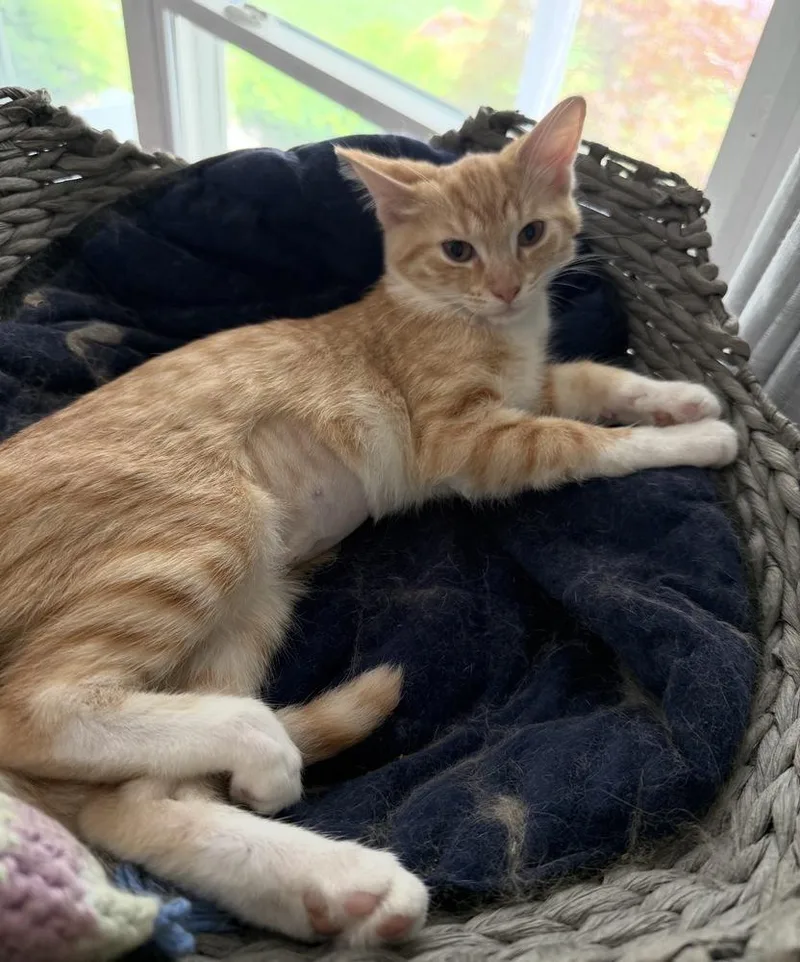 A baby small-sized female Domestic Short Hair cat named Zephyr for adoption in Mishawaka, IN
