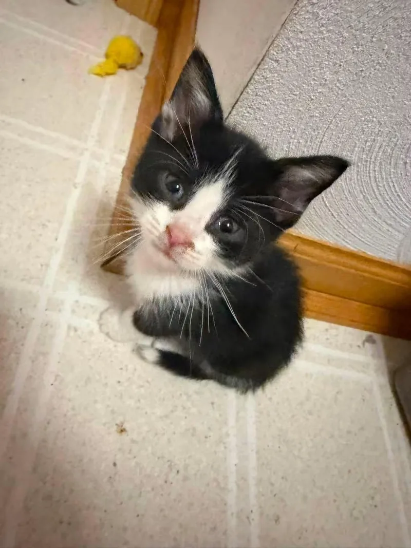 A baby medium-sized male Black & White / Tuxedo Domestic Short Hair cat named Woody for adoption in Battle Creek, MI
