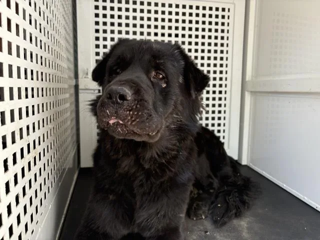 A young extra large-sized male Chow Chow dog named Monte for adoption in Riverside, CA