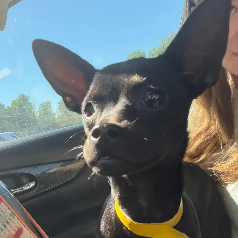 A young small-sized female Chihuahua dog named Sassy C for adoption in Oklahoma City, OK