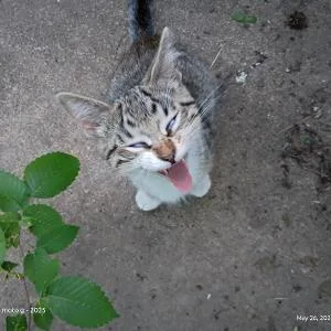 A baby small-sized female Brown / Chocolate Domestic Short Hair cat named Climber for adoption in Tulsa, OK